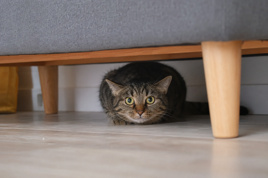 Mon chat est stressé : comprendre sa détresse et l’aider à retrouver sa sérénité